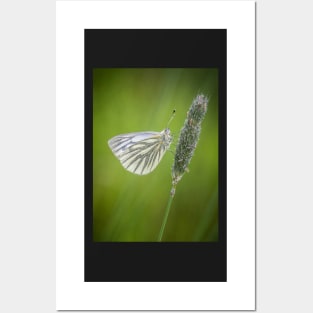 Green-veined White Butterfly on Grass Stalk Posters and Art